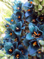 Puya Berteroniana Alpestris Sapphire Tower 10 Seeds Amazing Flowers RARE !