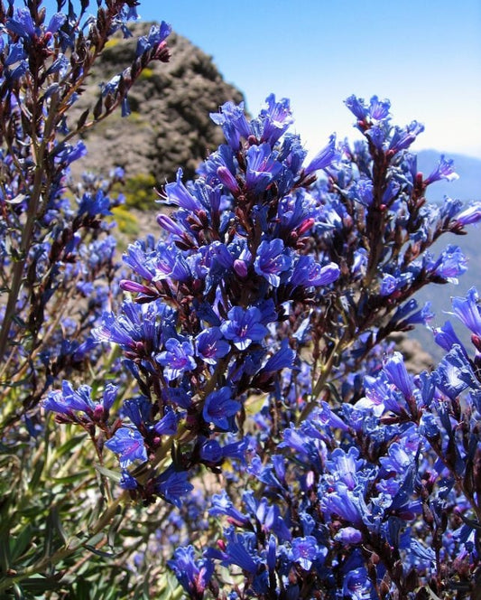 Echium Gentianoides ~ Lord OF Blue ~ Deep Sky Blue ~ RARA 5 Seeds ~ Ameaçadas ~