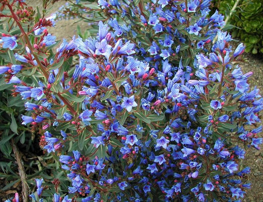 Echium Gentianoides ~ Lord OF Blue ~ Deep Sky Blue ~ 5 semi RARI ~ In via di estinzione ~