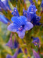 Echium Gentianoides ~ Lord OF Blue ~ Deep Sky Blue ~ RARE 5 Seeds ~ Endangered ~