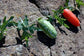 Coccinia Sessilifolia * Africa Red Wild Cucumber Climber * 5 Fresh Seeds * Rare