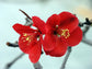 Chaenomeles Japonica Flowering Quince Bonsai Tree 10 seeds * Amazing * Rare *
