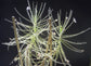 Byblis Liniflora * Pianta carnivora arcobaleno australiano * 5 semi molto rari *