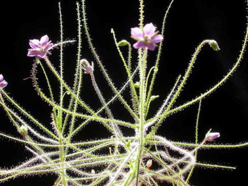 ビブリスリニフローラ*オーストラリアンレインボー食虫植物*非常にまれな5つの種子*