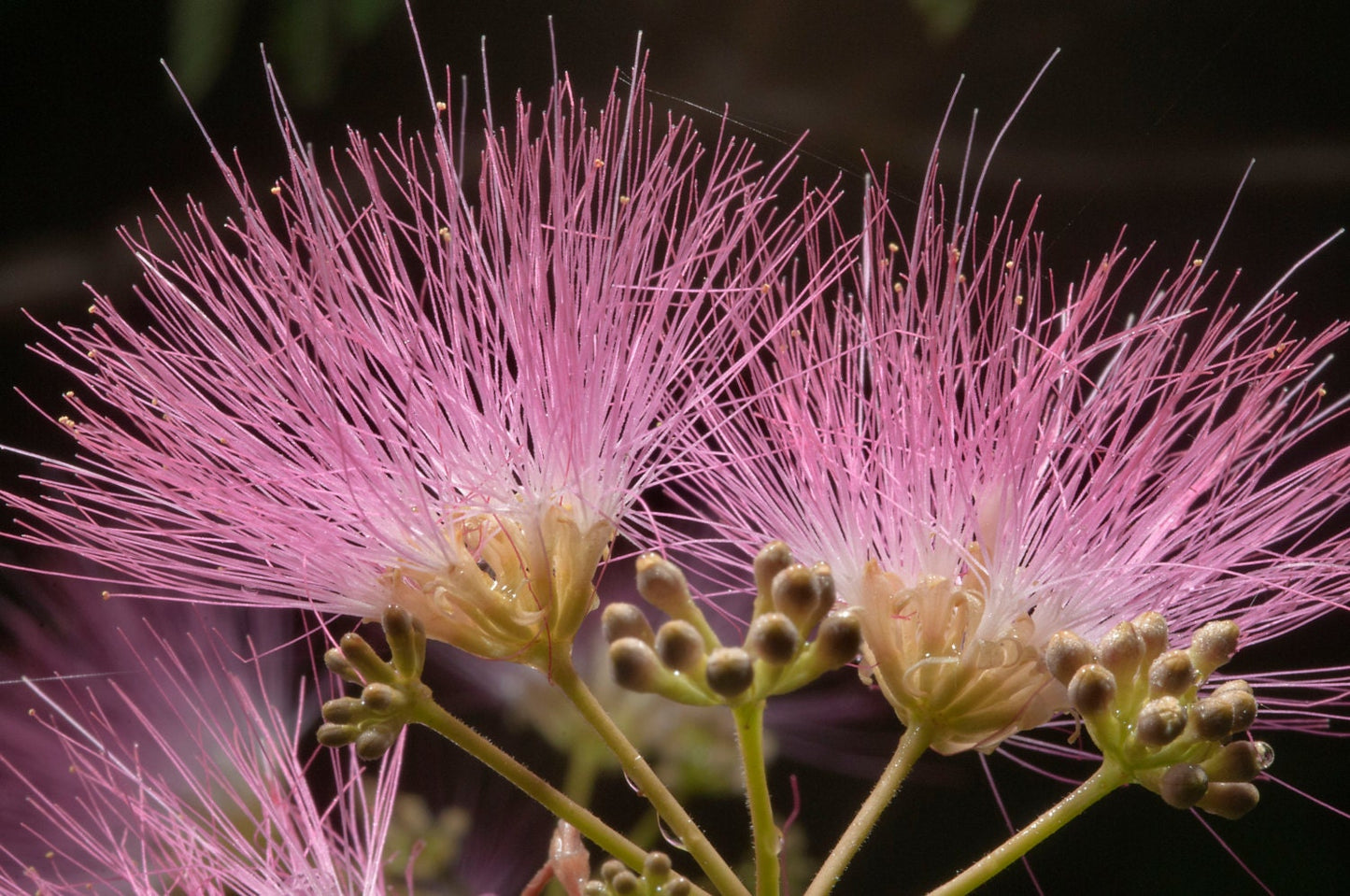 Albizia Julibrissin Mimosa Bonsai Pink Tree 10 Seeds Rare