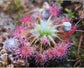 Drosera Nitidula Pygmy Sundew Carnivorous Plant 5 Seeds *** Very Rare ***
