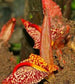 Zingiber Rubens * Gengibre de Bengala Incrível * Flores Vermelhas * 5 Sementes Frescas * RARO