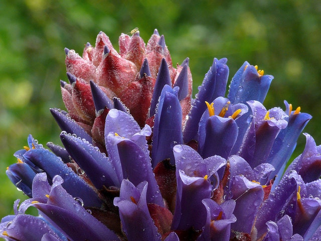Puya Venusta * Coastal Purple Puya * Bromeliad * 10 Seeds * Rare