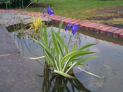 Iris Laevigata * Water Iris * Kakitsubata * Aqua Flower * Fresh 5 Seeds * RARE
