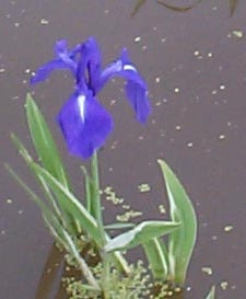 Iris Laevigata * Water Iris * Kakitsubata * Aqua Flower * Fresh 5 Seeds * RARE