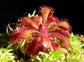 Drosera Venusta Tsitsika * Carnivorous * 10 Seeds * Perfect Beginners Plants *