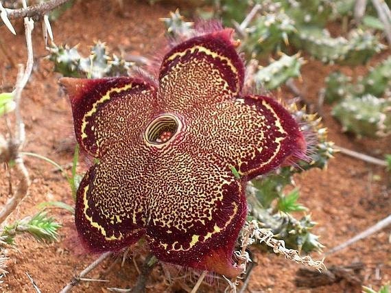 Edithcolea Grandis * Carpet Flower * Succulent * Extremely 3 Rare Seeds *