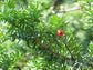 Taxus Cuspidata * Japanese Yew * Japones Tejo *Evergreen Bonsai Tree Fresh 10 Seeds