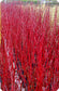 Red Barked DogWood , Siberian Tatarian Dogwood (Cornus Alba) 20 Fresh Seeds RARE