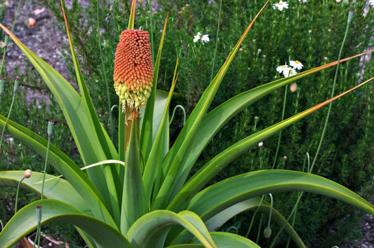 África do Sul Kniphofia Northiae * Torch Lily * Tritoma Plant 5 Seeds * Muito Raro *