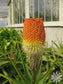 South Africa Kniphofia Northiae * Torch Lily * Tritoma Plant 5 Seeds * Very Rare *
