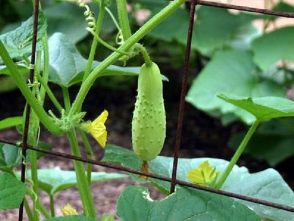 Poona Kheera * Cucumis Sativus * Special Cucumber * 10 Fresh Seeds * Fast Grow