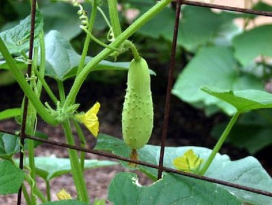 Poona Kheera * Cucumis Sativus * Pepino Especial * 10 Sementes Frescas * Crescimento Rápido