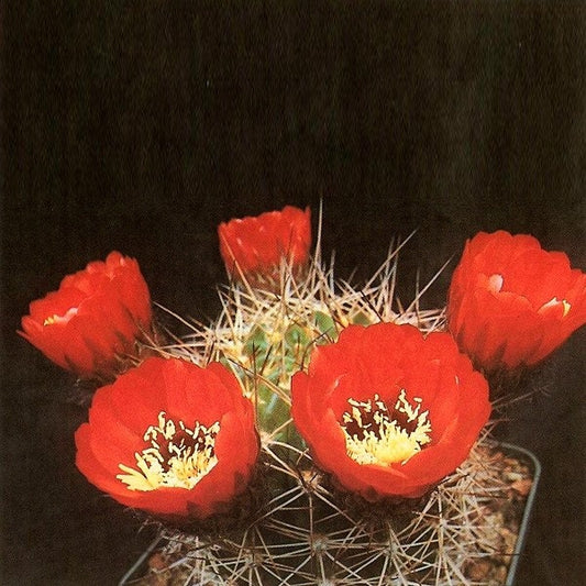 Lobivia Echinopsis Soehrensia Bruchii ~ Argentina Cactus raro ~ 10 semi freschi