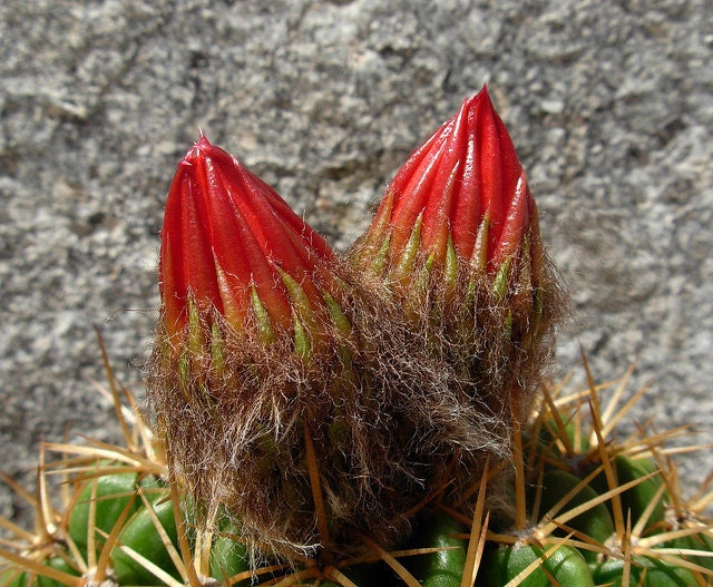 Lobivia Echinopsis Soehrensia Bruchii ~ Argentina Rare Cactus ~ 10 Fresh Seeds