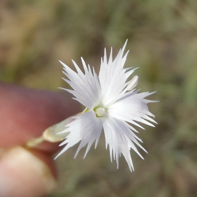 Wild White African Dianthus Mooiensis * Frilly Carnation * Very RARE * 5 Seeds
