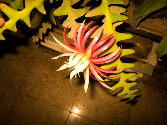 Epiphyllum Anguliger Fishbone Succulente Zig Zag Cactus Pianta sospesa Rari 10 semi