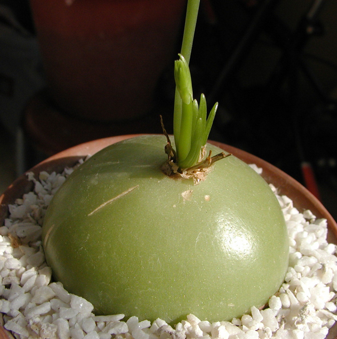 Bowiea Volubilis ~ The Weird Climbing Onion ~ Rare ~ Eazy Growing ~ 5 Seeds ~