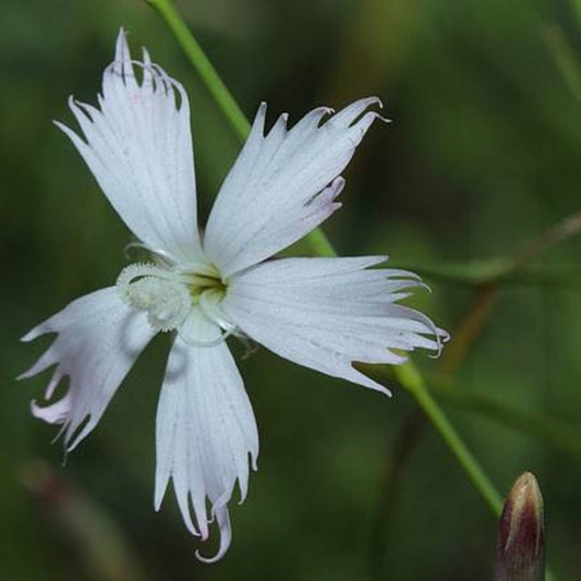 Dianthus Mooiensis africano bianco selvatico * Garofano frilly * Molto raro * 5 semi