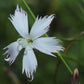 Wild White African Dianthus Mooiensis * Frilly Carnation * Very RARE * 5 Seeds