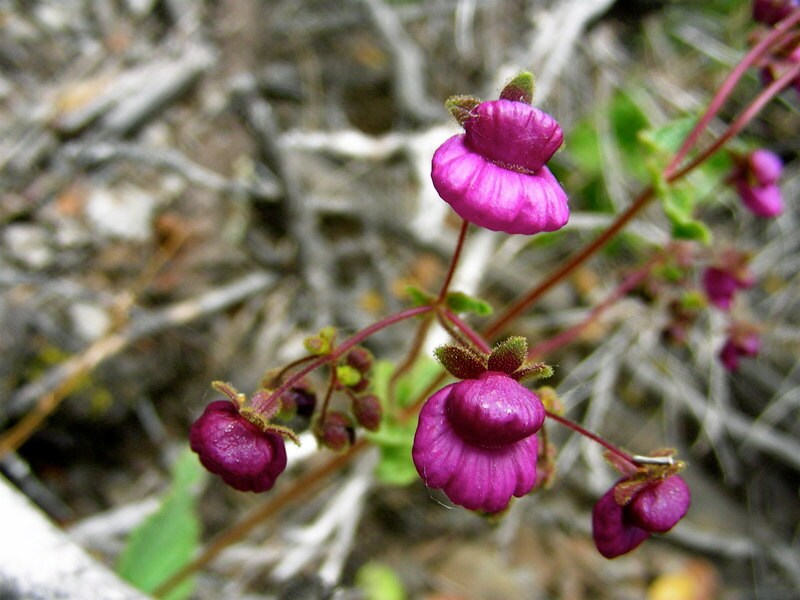Sul-americana Calceolaria Purpurea ~ Flor Pocketbook ~ 10 Sementes Raras Únicas