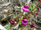 South American Calceolaria Purpurea ~ Pocketbook Flower ~ 10 Rare Seeds Unique