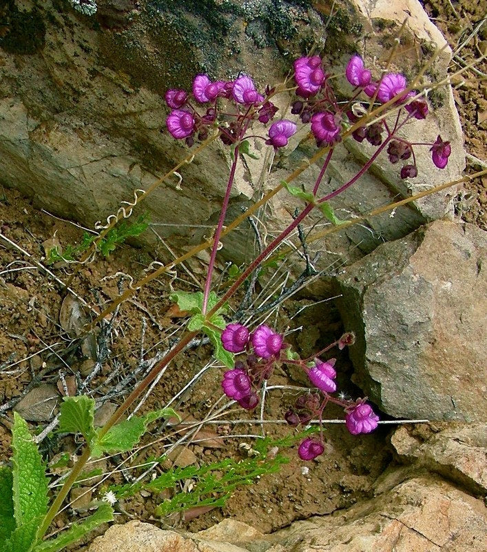 Sul-americana Calceolaria Purpurea ~ Flor Pocketbook ~ 10 Sementes Raras Únicas