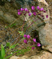 Calceolaria Purpurea sudamericana ~ Fiore tascabile ~ 10 semi rari unici