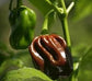 Jamaican Hot Chocolate Habanero Heirloom Pepper Fresh 10 Seeds