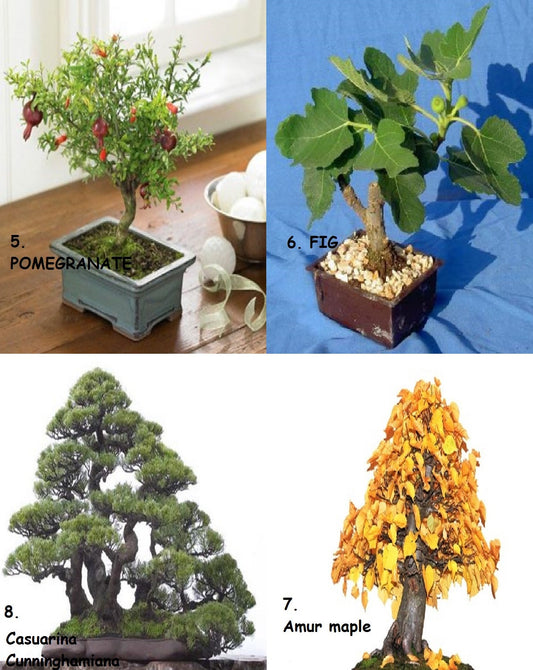 Enorme confezione di bonsai 12 tipi di alberi Oltre 120+ semi! Istruzione rara + in crescita