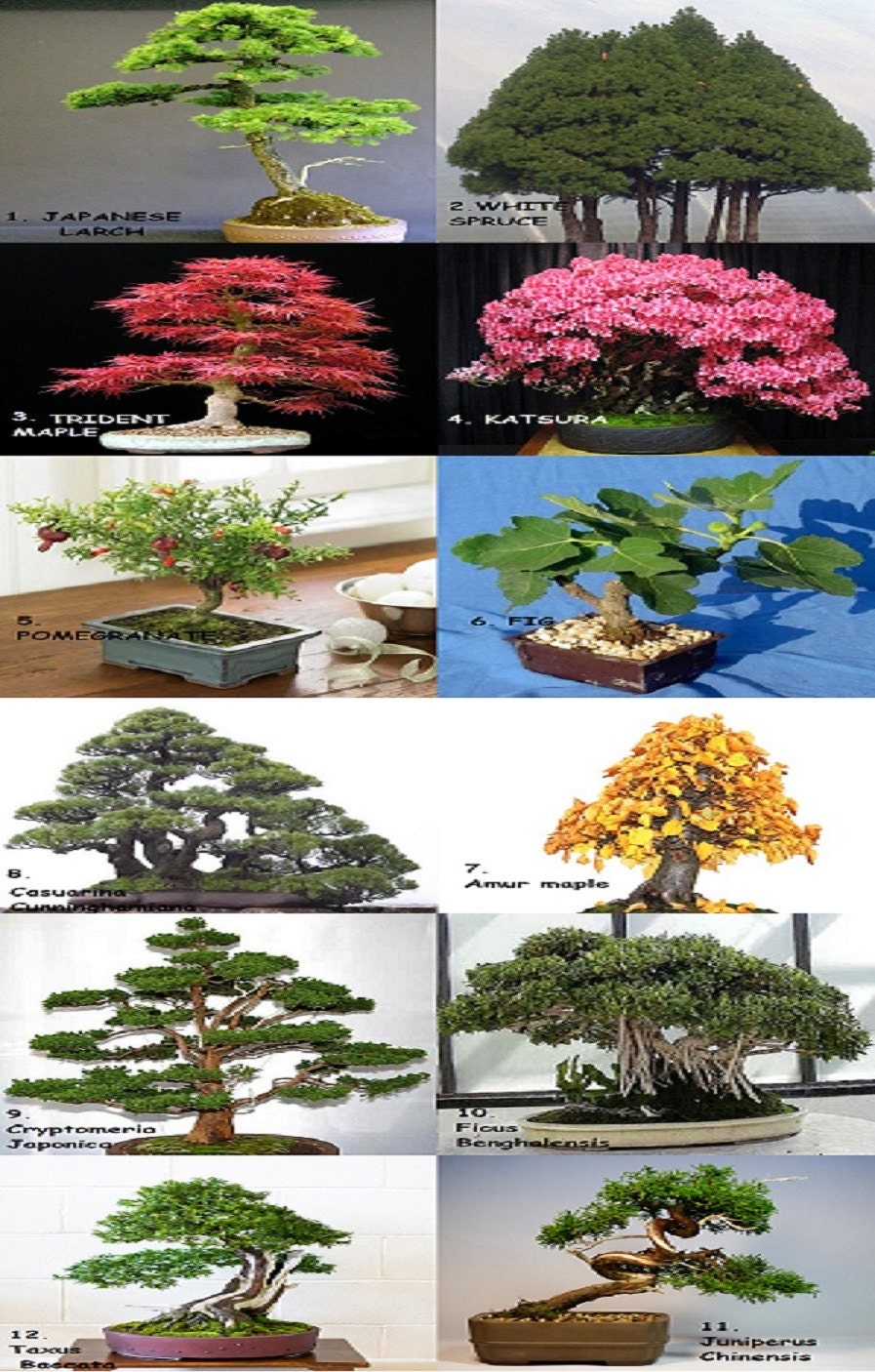 Huge Bonsai Pack 12 Types oF Trees Over 120+ Seeds ! Rare + Growing Instruction