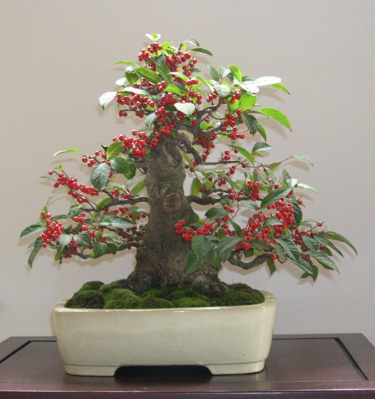 Ilex Aquifolium Christmas Common Holly * Bonsai Tree 10 semi Evergreen Amazing * Rare