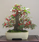Ilex Aquifolium Christmas Common Holly * Bonsai Tree 10 Seeds Evergreen Amazing * Rare