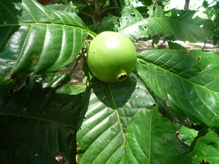 Alibertia Patinoi * BoRoJoa * Small Tropical Tree Fruit * 5 Seeds Rare Musk Cucumber