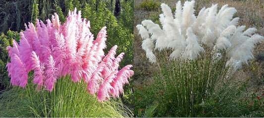 Confezione Cortaderia Selloana ~ 30 semi rosa + 30 semi bianchi ~ semi di erba di pampa