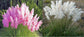 Cortaderia Selloana Pack ~ 30 seeds Pink + 30 seeds White ~ Pampas Grass Seeds