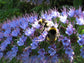 Echium Fastuosum Candicans * Pride of Madeira * Rare Purple Flowers * 20 Seeds