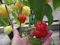 Hot Apple * Alma Paprika PepperS * 20 Fresh Seeds * Make Your Own Paprika * 80 days to Maturity.