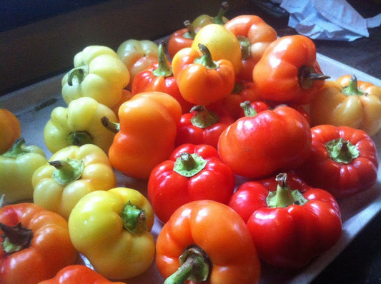 Hot Apple * Alma Paprika PepperS * 20 Sementes Frescas * Faça Sua Própria Pimenta * 80 dias para a maturidade.