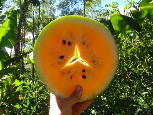 RARE Yellow Moon & Stars Giant Watermelon 10 Fresh Organic Seeds * Unique * 90-100 days