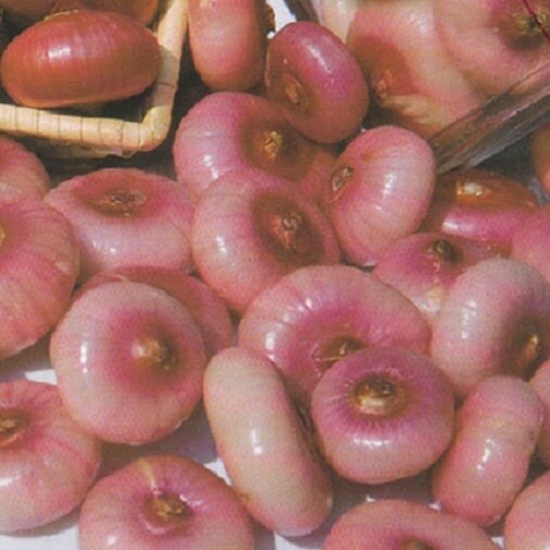 Pink ITALIAN Bergamo Piatta Cipollini Onion 10 Seeds 90-110 DAYS * Rare Fast growing  *