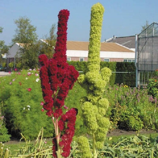Amaranthus Cruentus Prince's Feather Flower Plant 20 Seeds Red + green PACK - RARE