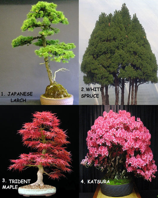 Enorme confezione di bonsai 12 tipi di alberi Oltre 120+ semi! Istruzione rara + in crescita