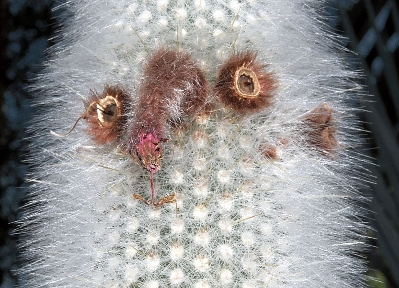 Cleistocactus Strausii * Silver Wooly Torch * 10 Cactus Seeds * RARE Succulent