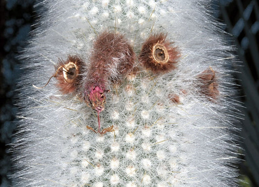 Cleistocactus Strausii * Tocha de Lã Prata * 10 Sementes de Cacto * Rara Suculenta